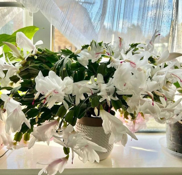 Різдвяник білосніжний