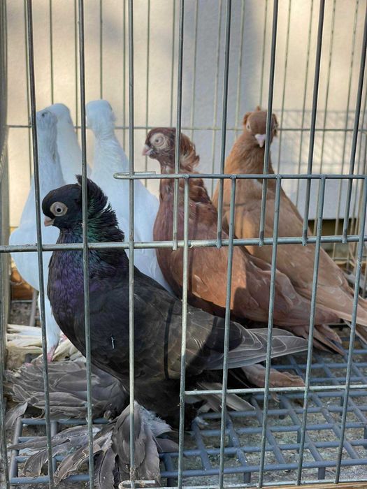 Gołębie ozdobne różnych ras