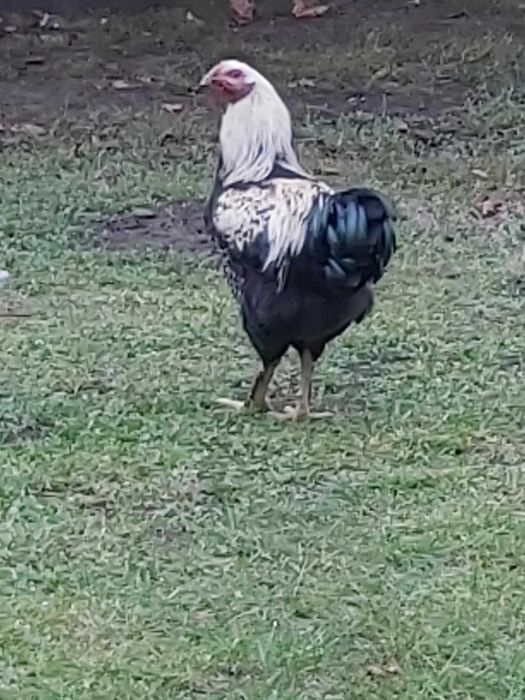 Kogut Brahma oraz inne