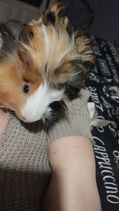 Świnka morska rozetka samiec