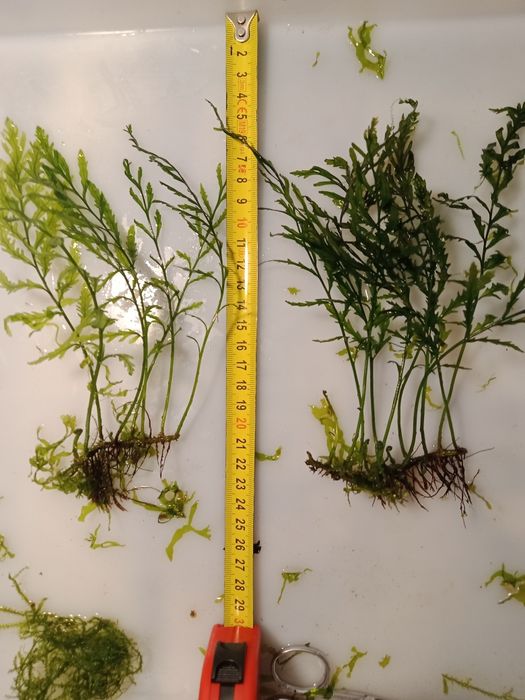 Bolbitis Heudelofii roślina akwariowa od 20 zł