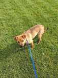 Romeo, uratowany piesek do adopcji, pies, adoptuj