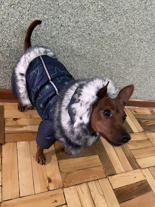 Одежда для собаки