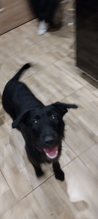 Młody piesek prawdopodobnie  ojcem był wyżeł niemiecki szorstkowłosy