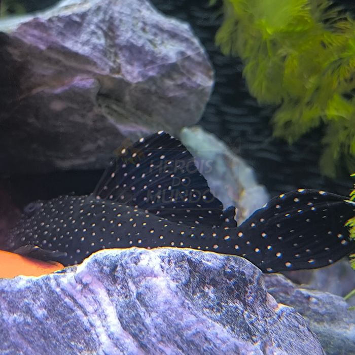 L029 Leporacanthicus Galaxy 12/14cm