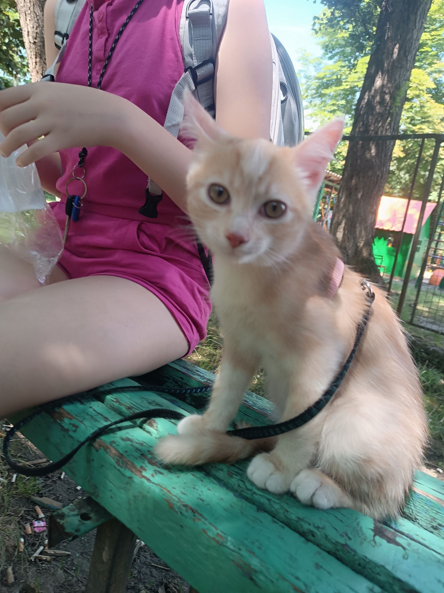 Кошеня хлопчик безкоштовно