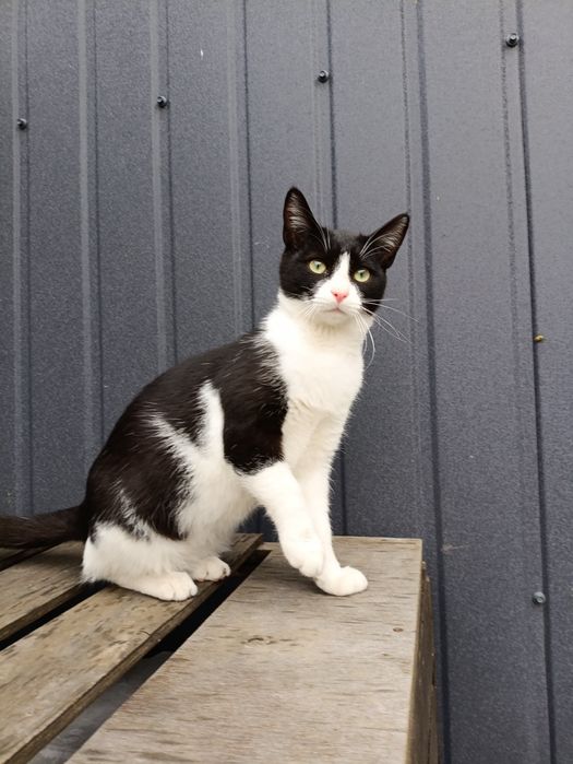 Віддам котика в добрі руки