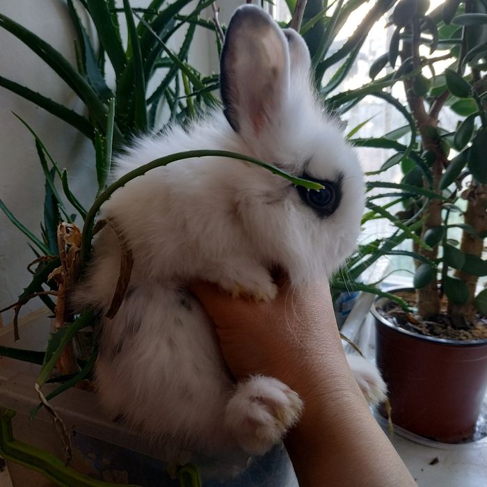 Міні кролики декоративні кролі домашні крольчата клетка