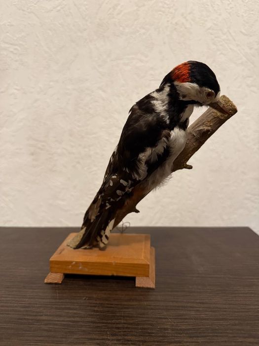 Чучело пёстрого дятла