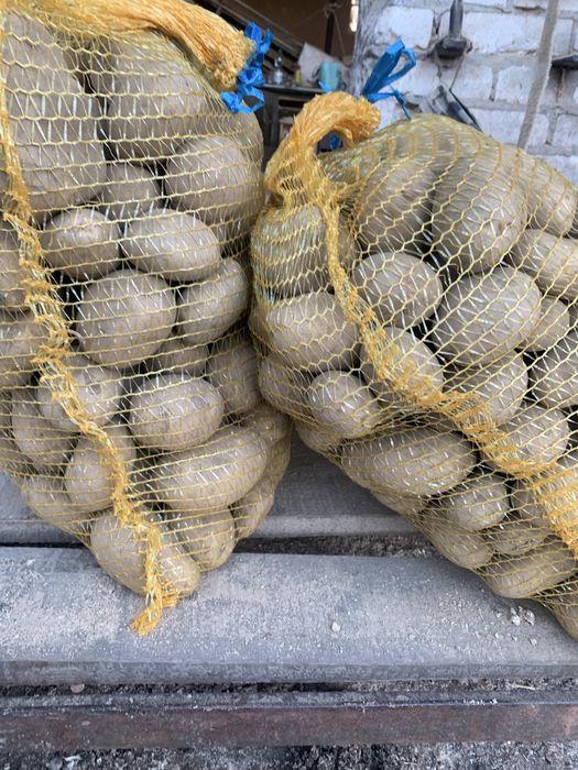 Ziemniaki odmiana jelly