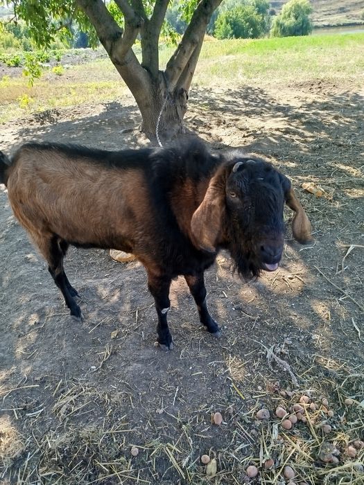 Паровка кіз нубійцем