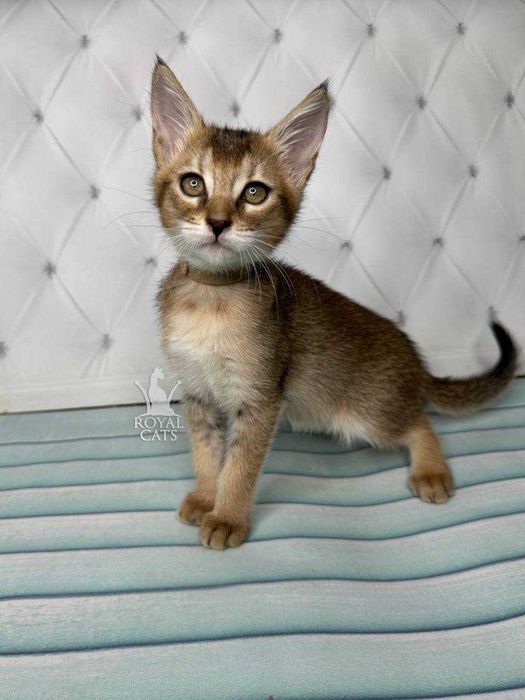 Chausie F2 Дівчинка д.н. 22.06.2023