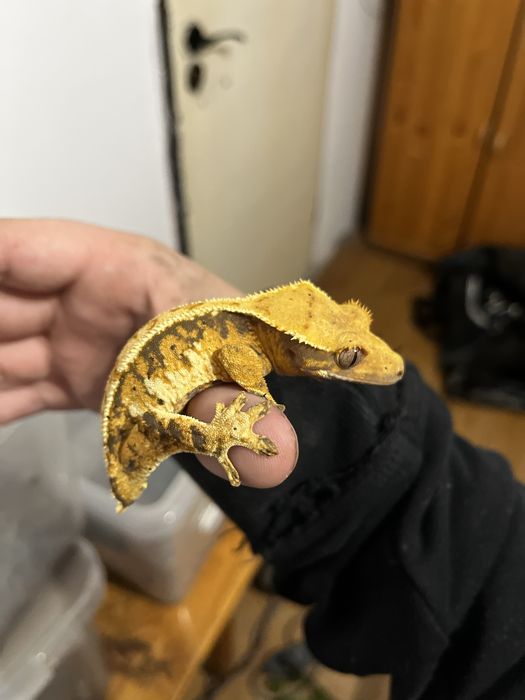 Gekon orzęsiony rozne