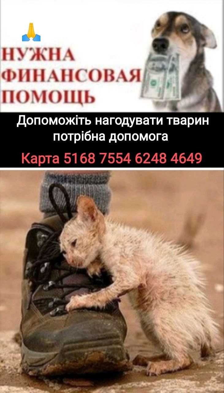 Благаю допоможіть! Шукаю житло будинок дачу Корм котикам собачкам