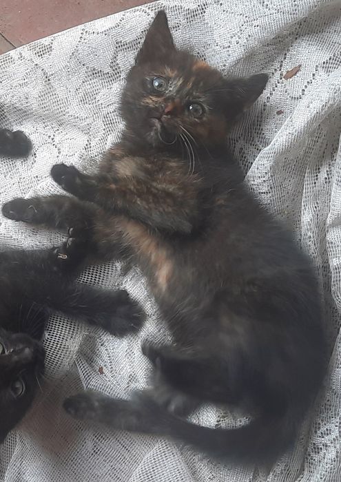 Віддам кошенят в добрі руки безкоштовно,