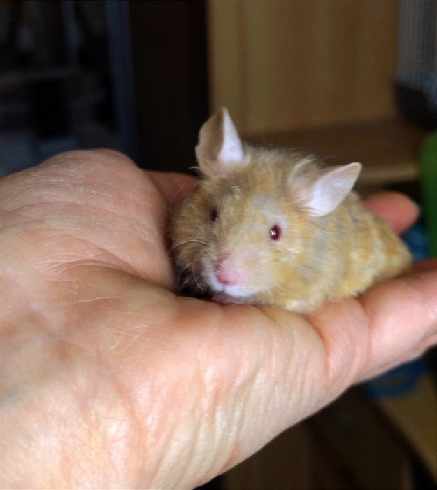 Миші, мишки, мишенята. Пухнасті та атласні. Декоративні мишки