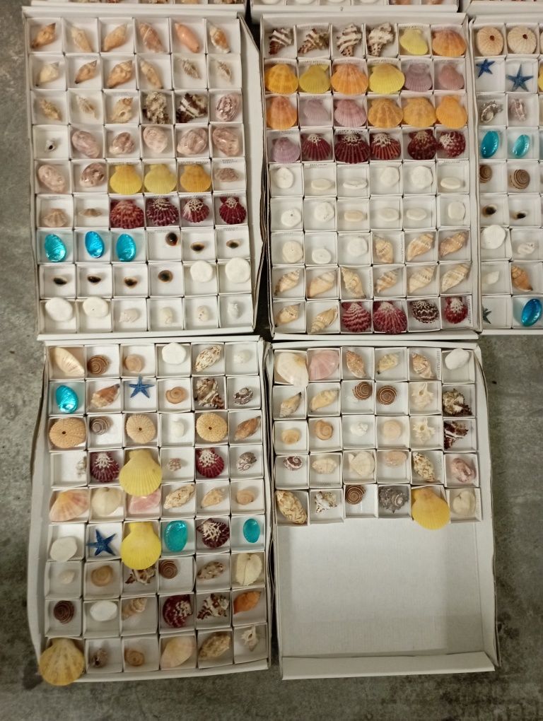 Conchas e Búzios