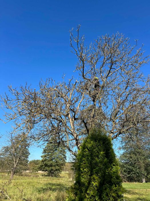 Usługa cięcia drzew- prace alpinistyczne, oczyszczanie terenu