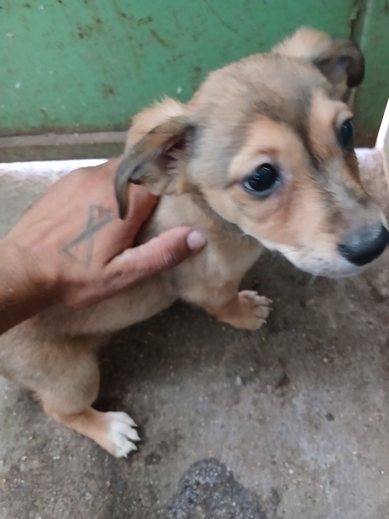 Cachorros porte pequeno