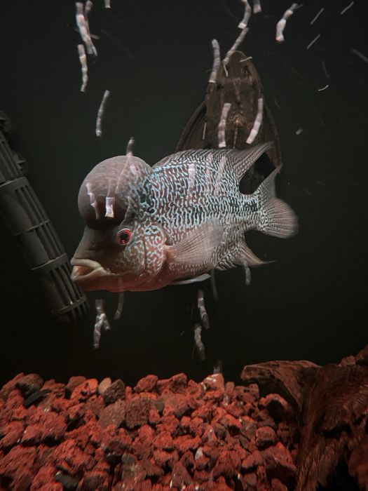 FLOWERHORN KAMFA HIGH
