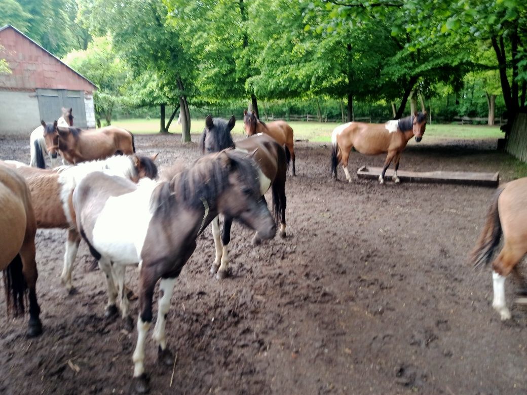 Źrebaki rasy huculskiej