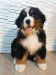 Bouvier Bernois disponível