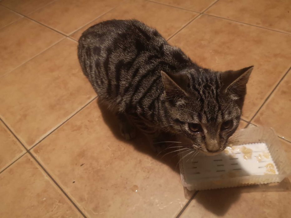 Bury kotek do oddania