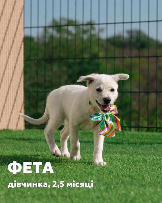 Отдам щенка бесплатно в добрые руки