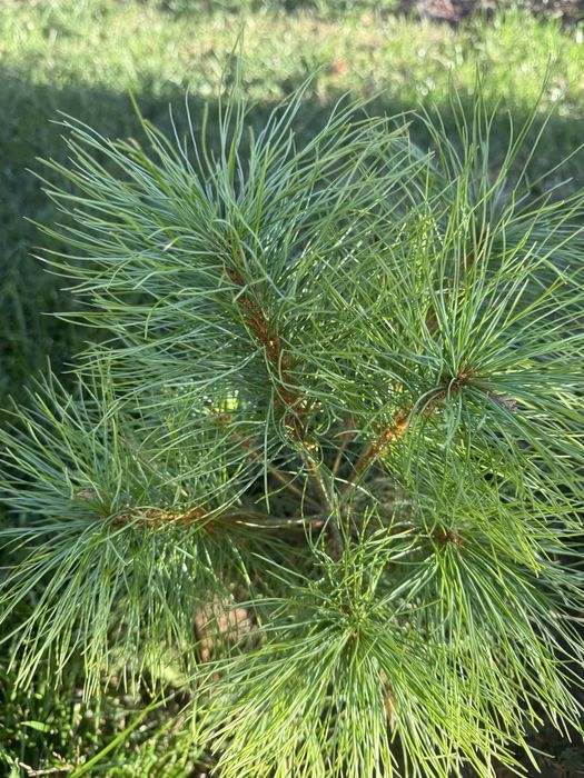 Сосна китайська біла Арманда