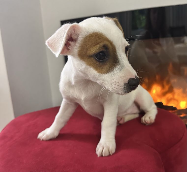Suczka Jack Russell z Rodowodem trzymiesieczna