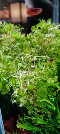 Wakrotka mini Hydrocotyle sibthorpioides