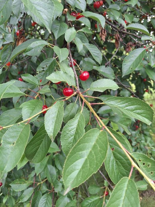 Дачный участок с/о" Сокол"