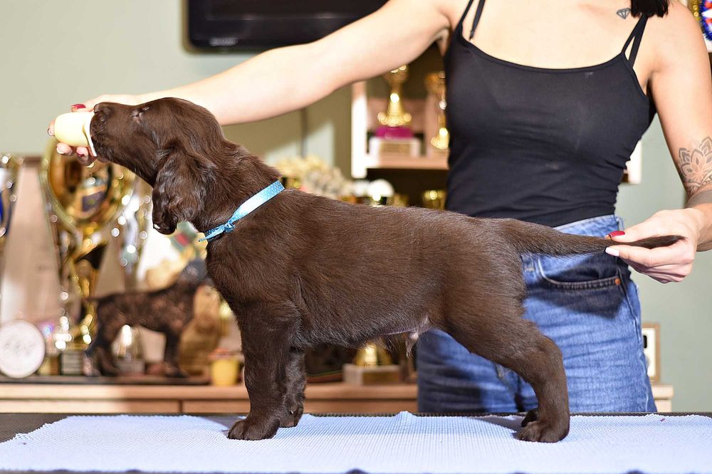 Flat Coated Retriever - czekoladowy samiec FCI/ ZKwP