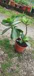 Planta suculenta