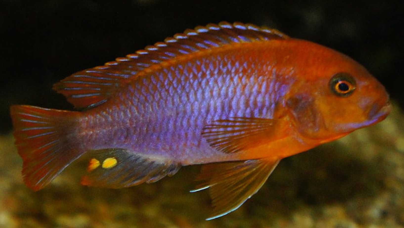 Iodotropheus sprengerae - Pyszczak RDZAWY - dowóz, wysyłka