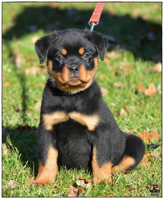 Rottweiler ZKwP/FCI - Samiec - gotowy do odbioru