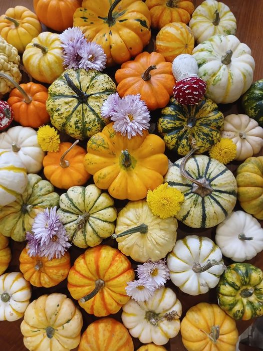Декоративні гарбузики, гарбуз, тиковки (тыква), осінній декор