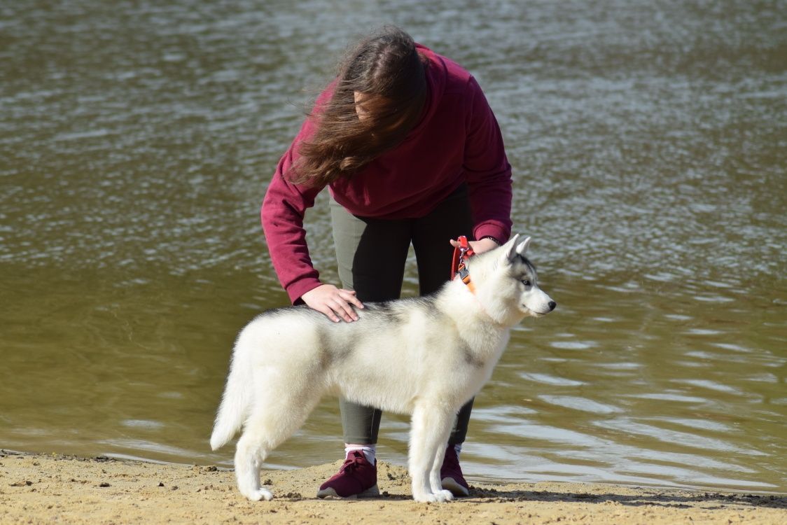 Suczka siberian husky z rodowodem fci