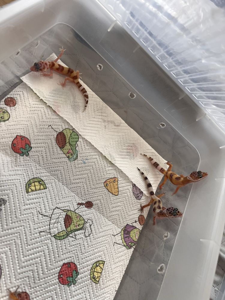Gekony lamparcie - eublefary lamparcie