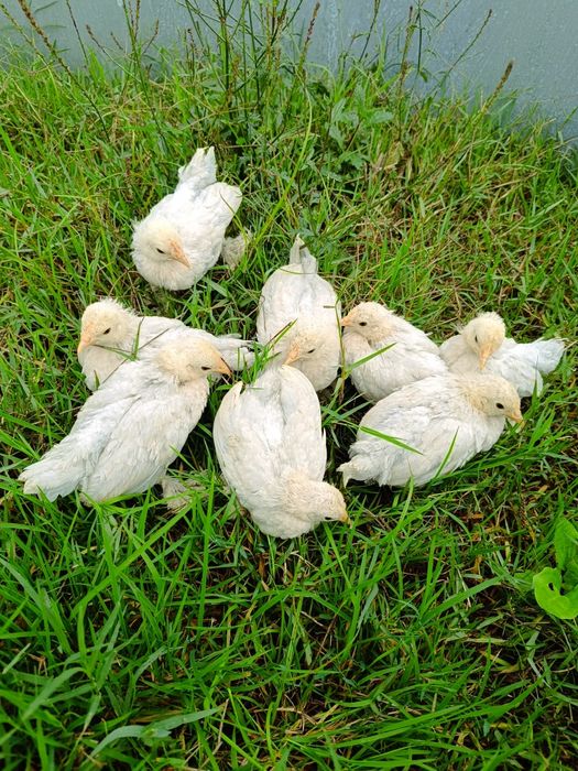 Pintos calçada holandesa