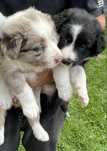 Pieski rady Border Collie szukają nowego domu
