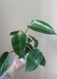 Philodendron green princess