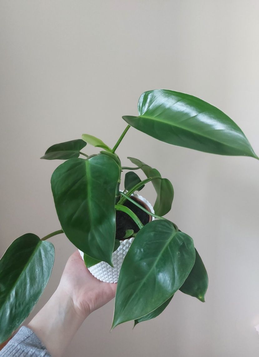 Philodendron green princess