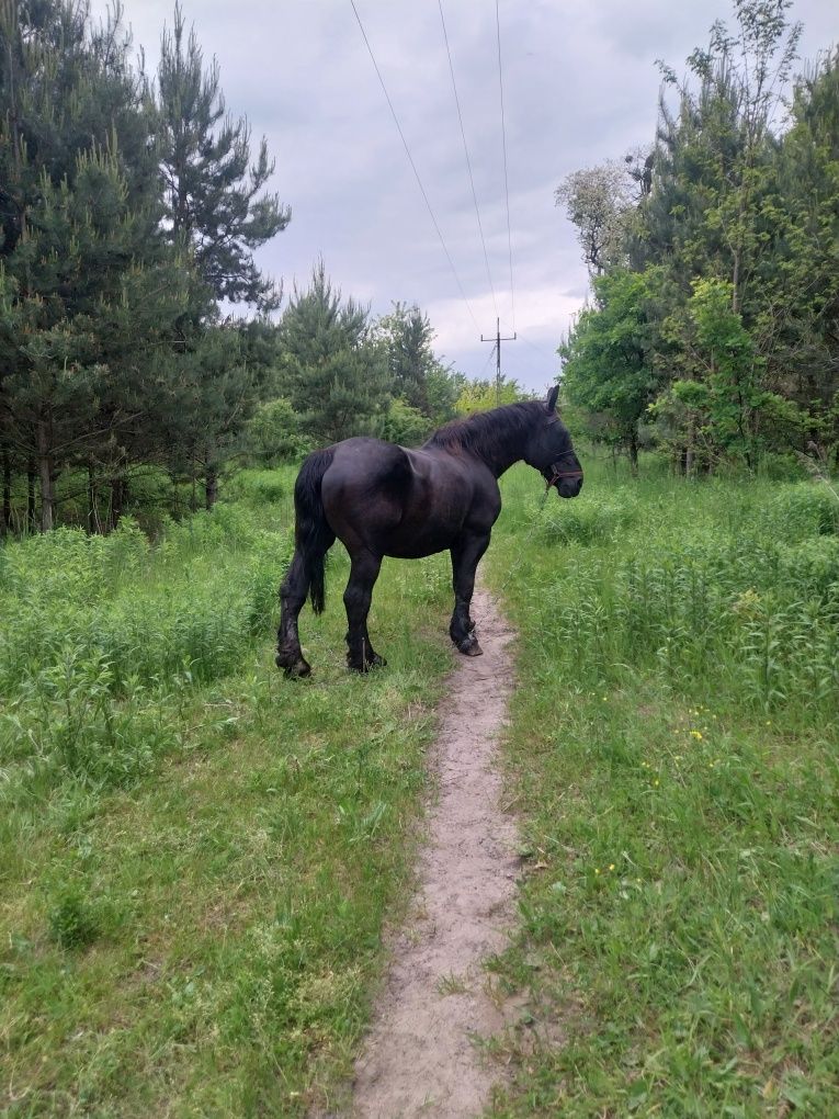 Sprzedam  ładną klacz