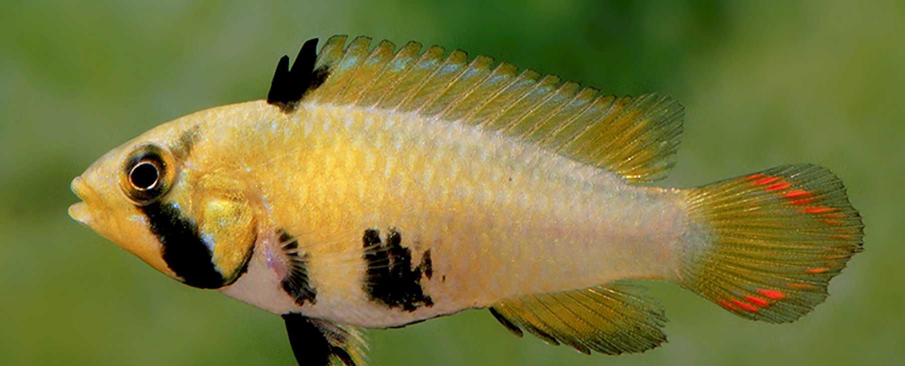 Pielęgniczka panduro - Apistogramma panduro - dowozimy, wysyłamy