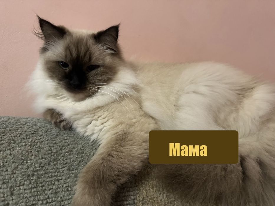 Бетмен та Деймон шукают родину