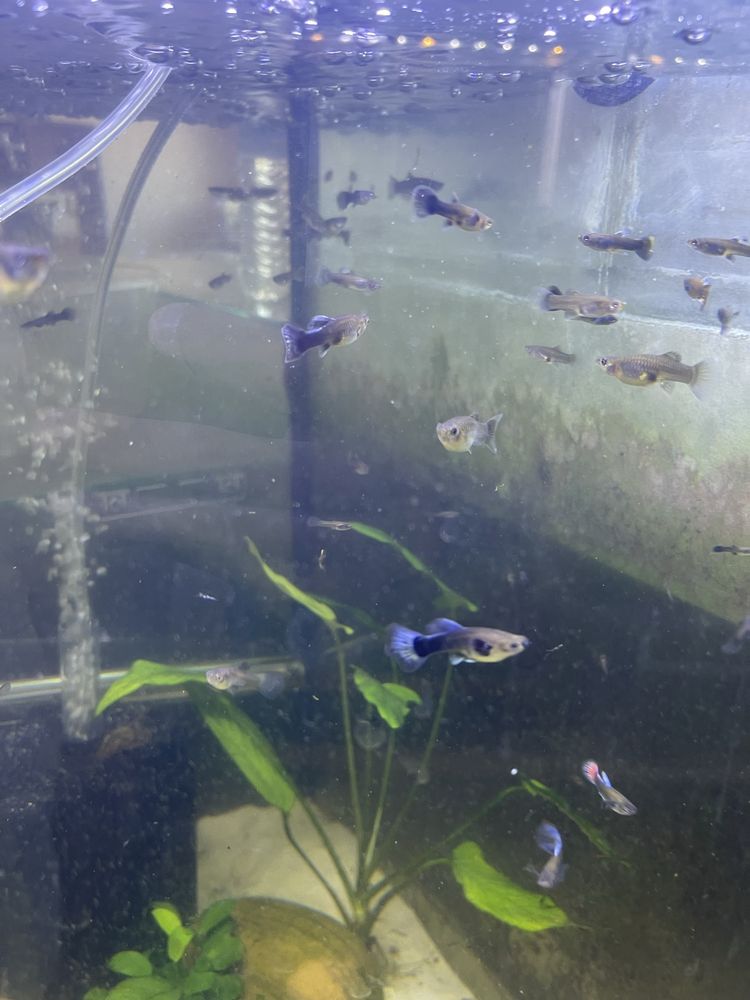 Guppy Blue Moscow (Casal)