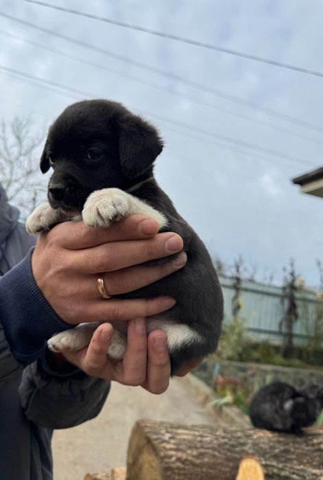 Віддам цуценя в добрі руки