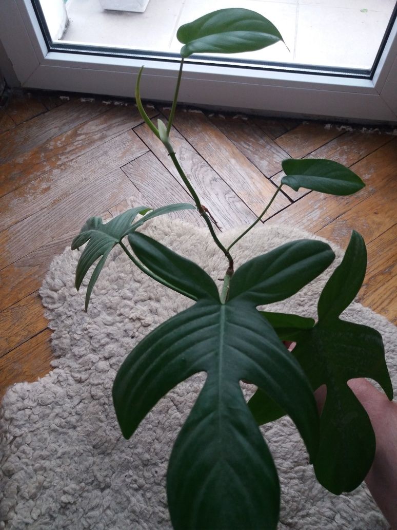 Ukorzeniony pęd philodendron florida ghost