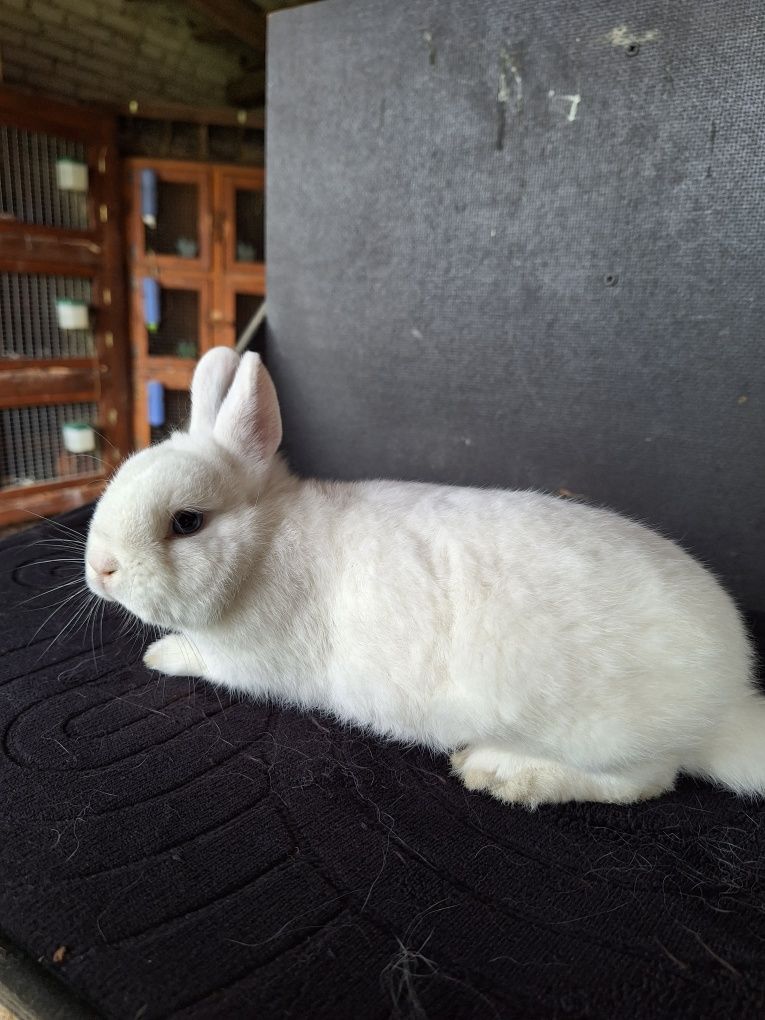 Hermelin niebieskooki